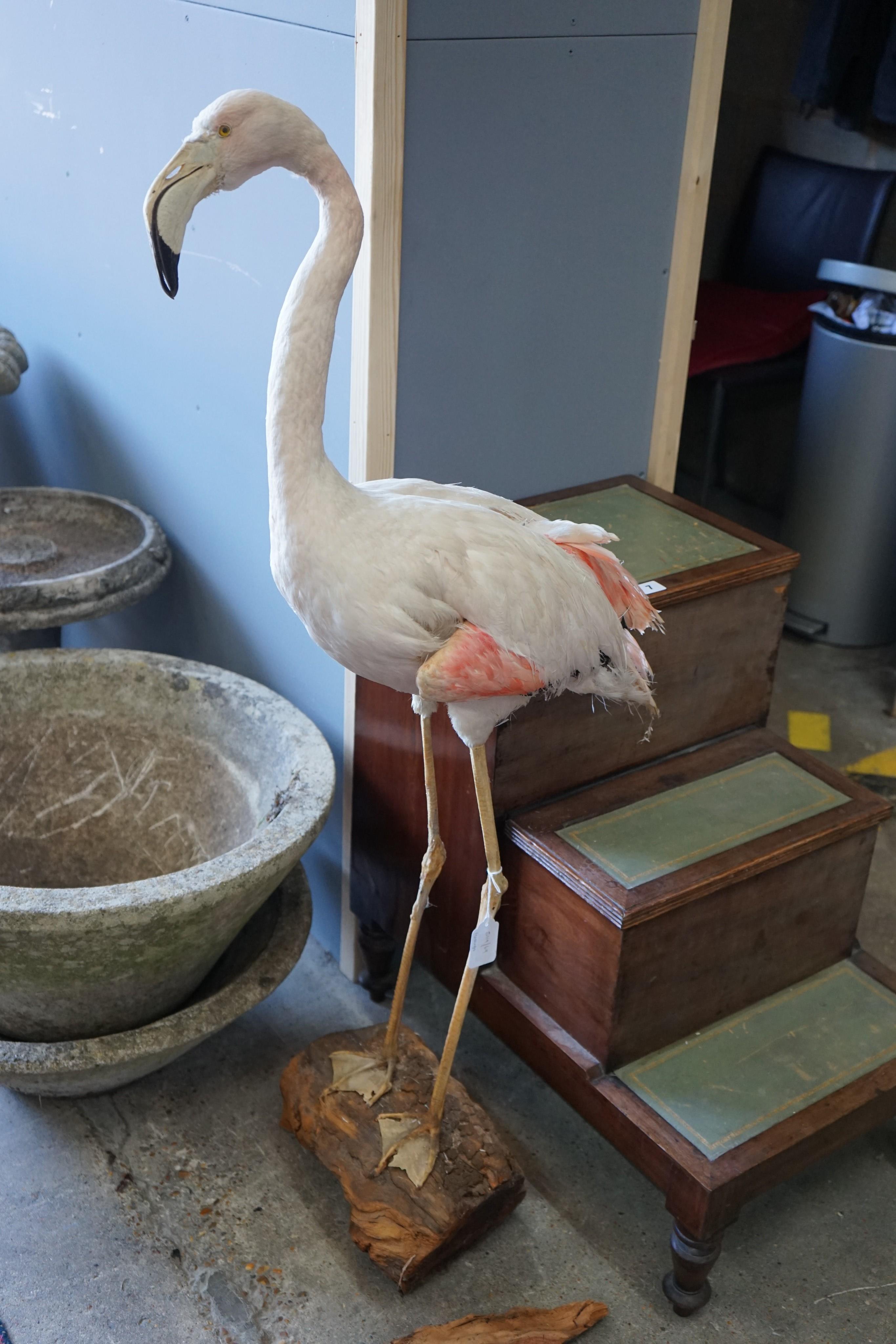 A taxidermic flamingo, height 120cm